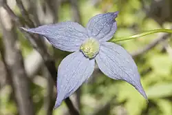 Clematis columbiana