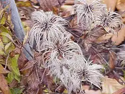 Clematis integrifolia