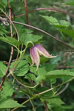 Clematis koreana