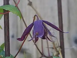Clematis 'Jan Lindmark'