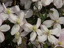 Clematis montana