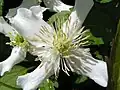 knotsvormige stempels van Clematis montana wilsonii