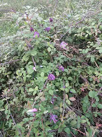Italiaanse clematis