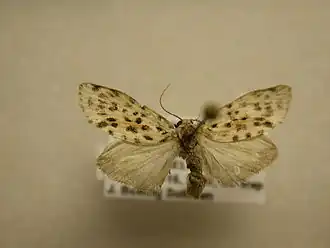 Clemensia leopardina