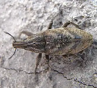 Trage distelsnuitkever