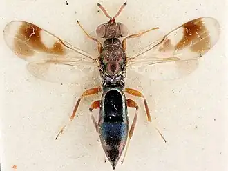 Cleonymus (geslacht)