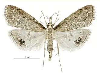 Clepsicosma