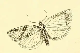 Clepsis aerosana