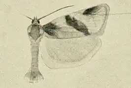 Clepsis praeclarana