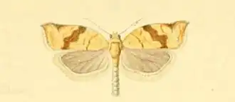 Clepsis siciliana