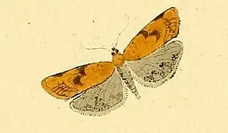 Clepsis steineriana