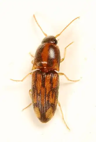 Conoderus bellus