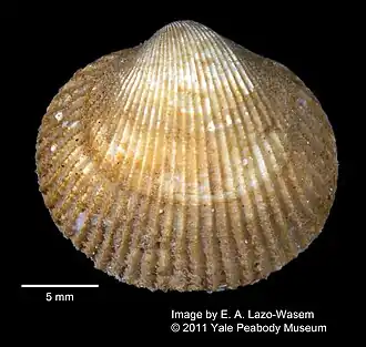 Ciliatocardium ciliatum