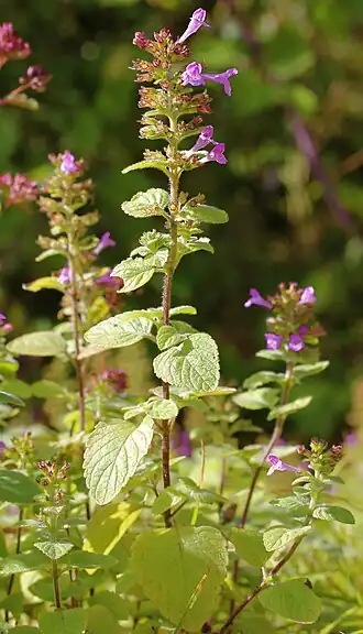 Opstijgende steentijm