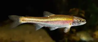Clinostomus elongatus