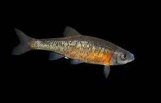 Clinostomus funduloides