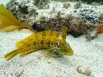 Clinus superciliosus