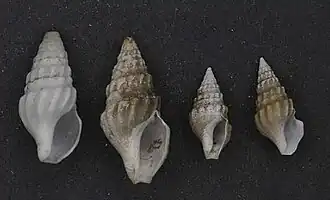 Clionella semicostata