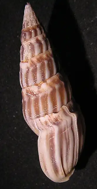 Clionella sinuata