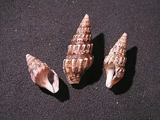 Clionella subventricosa