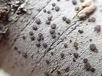 Gespikkelde witkorst