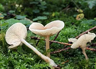 Clitocybe fragrans