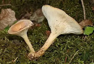 Clitocybe-gibba
