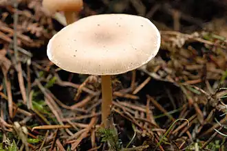 Clitocybe vibecina