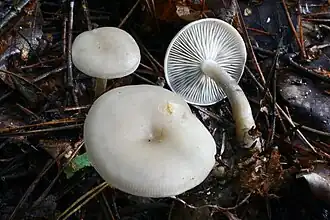 Tweekleurige trechterzwam