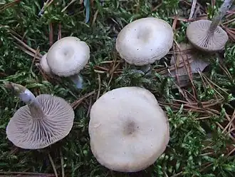 Clitocybe metachroa
