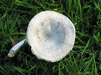 Groene anijstrechterzwam