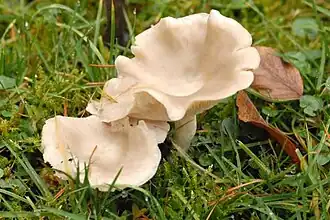 Bleke veldtrechterzwam