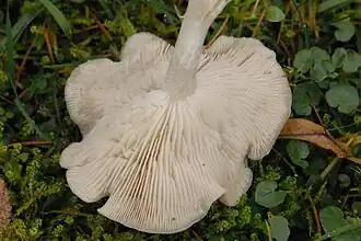 Bleke veldtrechterzwam