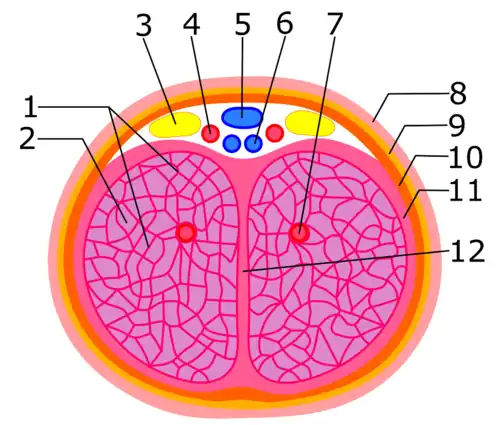 Clitoris: 1. Trabekels van de corpora cavernosa clitoridis; 2. Caverneuze ruimtes (sponsachtige bloedvaten); 3. Dorsale zenuw van de clitoris; 4. Dorsale slagader van de clitoris; 5. Oppervlakkige dorsale aderen van de clitoris; 6. Diepe dorsale ader van de clitoris; 7. Diepe slagaders van de clitoris; 8. Huid; 9. Vliezige laag van onderhuids weefsel; 10. Clitorale fascie; 11. Tunica albuginea; 12. Tussenschot van de clitoris.