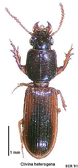 Clivina heterogena