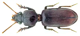 Clivina montei