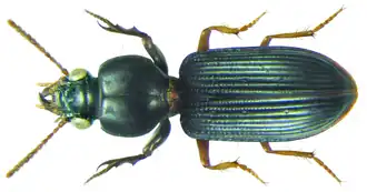 Clivina tranquebarica