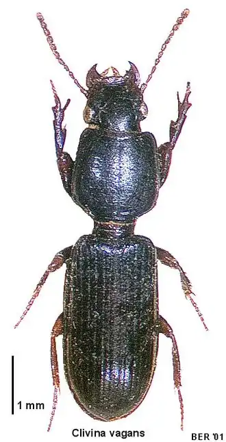 Clivina vagans
