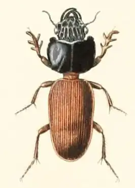 Schizogenius xanthopus