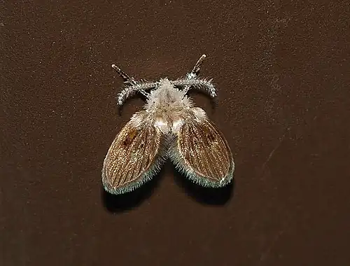 Motmuggen (Psychodidae)