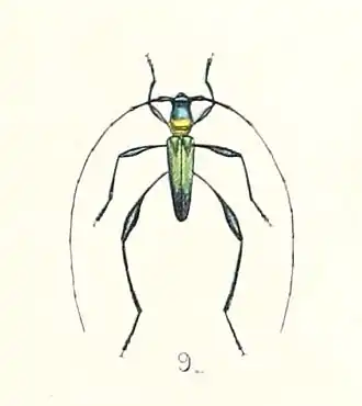 Cloniophorus tricolor