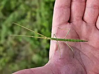 Gallische wandelende tak