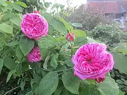 'Yolande d'Aragon' (Vibert, 1843)