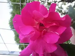 'Reine Olga de Würtemberg' (Nabonnand, 1881)