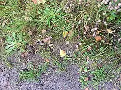 Close-up van de associatie in een zandige berm