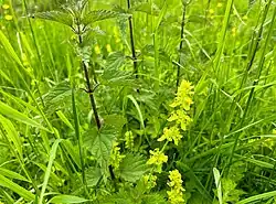 Close-up van de subassociatie met grote vossenstaart.