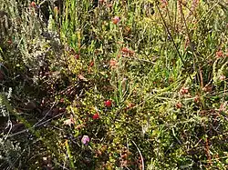 Close-up van de associatie van gewone dophei en veenmos