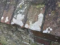 Close-up van de associatie op de ezelsrug van een tuinmuur