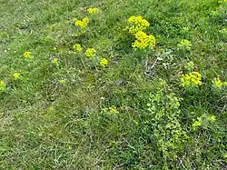 De associatie van sikkelklaver en zachte haver