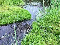 Een close-up van de bronkruid-associatie
